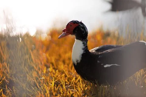 A duck walking 스톡 사진
