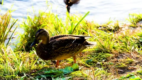 Duck walking on the river bank, Duck and swan on the river bank, Stock Footage 253298959