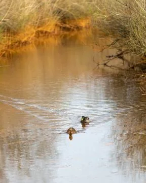 Duck walking on the river Stock Photos