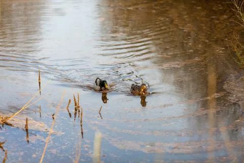 Duck walking on the river Stock Photos
