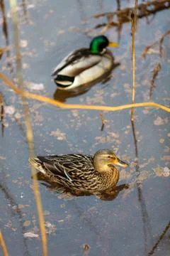 Duck walking on the river Stock Photos