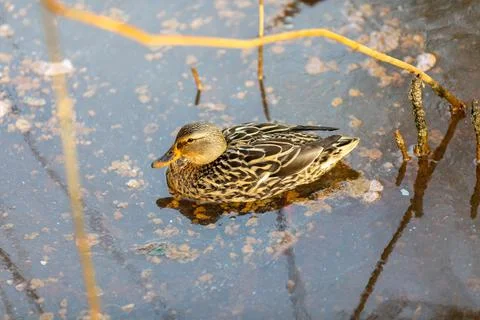 Duck walking on the river Stock Photos
