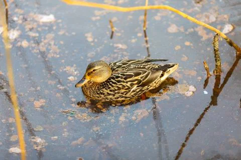 Duck walking on the river Stock Photos