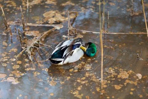Duck walking on the river Stock Photos