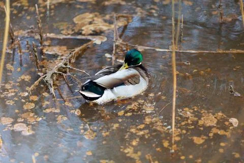 Duck walking on the river Stock Photos