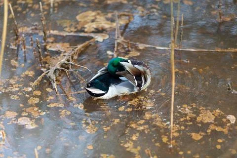 Duck walking on the river Stock Photos