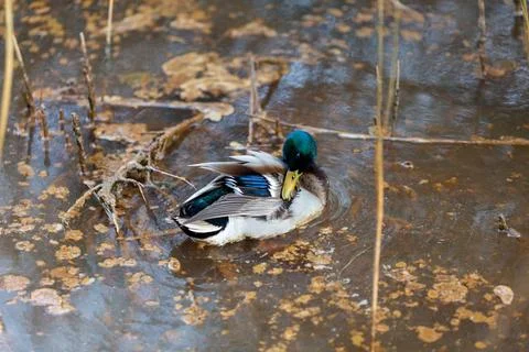Duck walking on the river Stock Photos