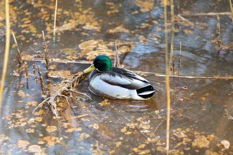 Duck walking on the river Stock Photos