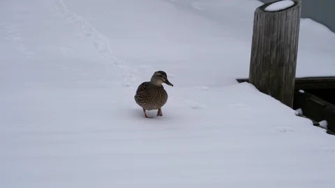 Duck Walking on Snow Stock Footage