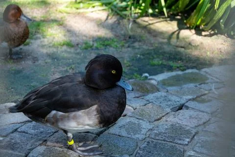 Duck walking on a stone path Stock Photos