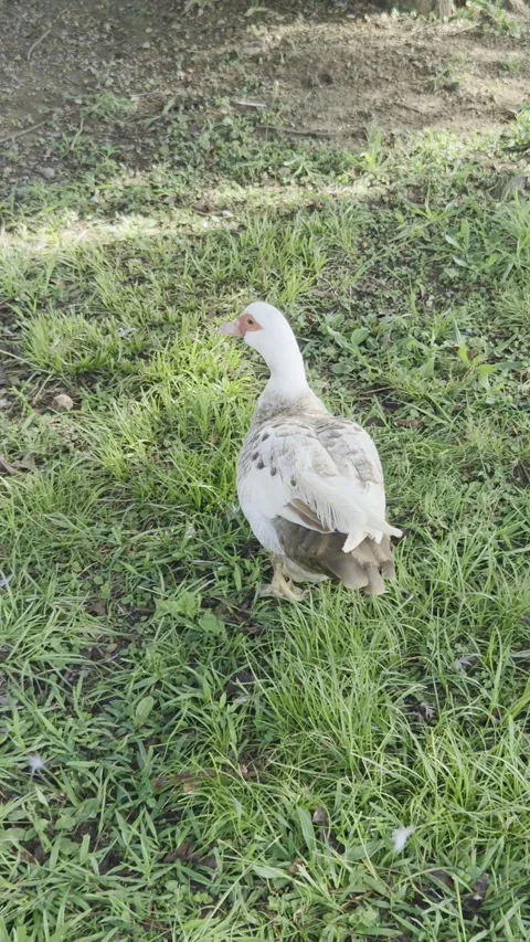 Duck Walking Through The Park. Video stock 345547097