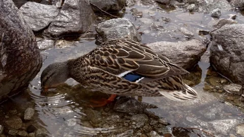 Duck Walking Through Shallow Rocky Water Stock Footage 324152118