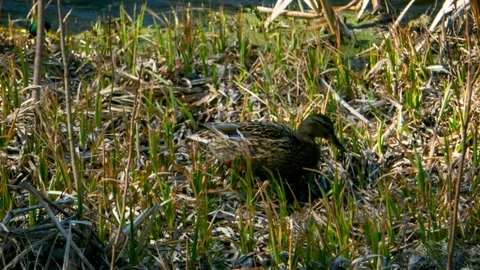 Duck walking thru the grass Stock Footage 128957214
