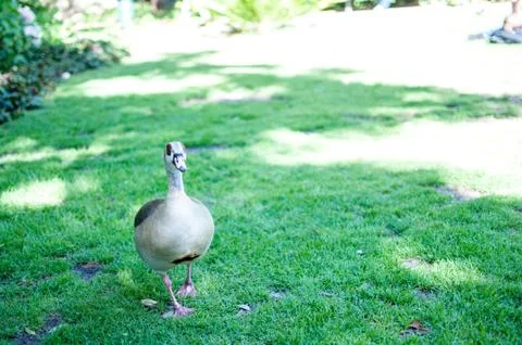 Duck walking towards camera Stock Photos