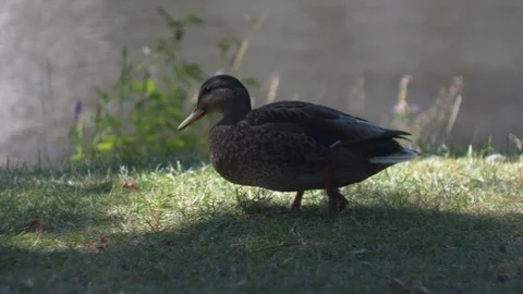 Duck walking towards pond Stock Footage 106298592