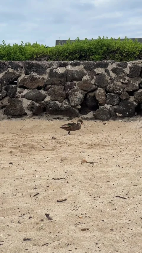 A duck walks along the beach Stock Footage 337569381