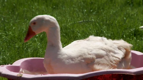 Duck Walks around in a Plastic Bath Stock Footage 54779055