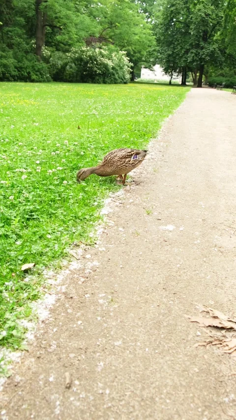 A duck walks down the road and looks for food. Stock Footage 197081175