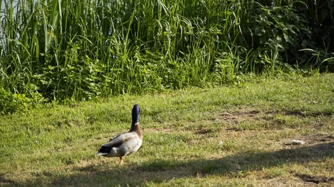 Duck walks by the lake 動画素材 91338523