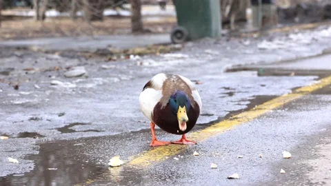 Duck walks in the park and eats bread Stock Footage 173188425