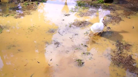 Duck walks in a puddle in the park Video stock 151036124