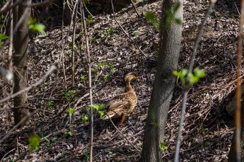 The duck walks through the grass, merging with it in color. Stock Photos