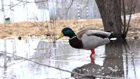 A duck walks through a puddle and looks for food Stock Footage 173181252