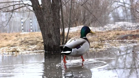 A duck walks through a puddle and looks for food Stock Footage 173182862