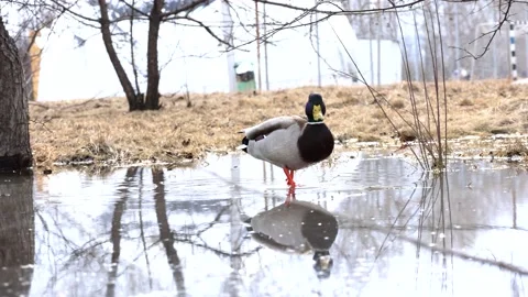 A duck walks through a puddle and looks for food Stock Footage 173184060