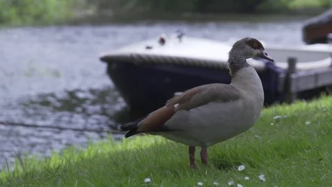Duck wandering Stock Footage 78030383