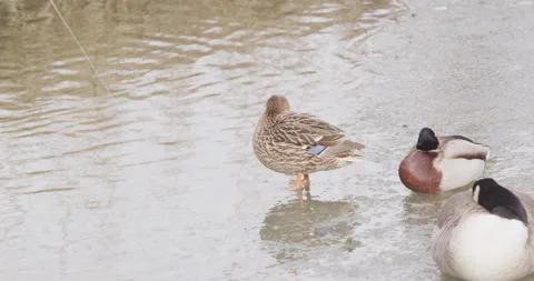 Duck warming one leg in his feathers while standing on a frozen lake, 4K Red Stock Footage 133324119