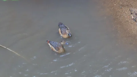 Duck was breeding. Stock Footage 91544235