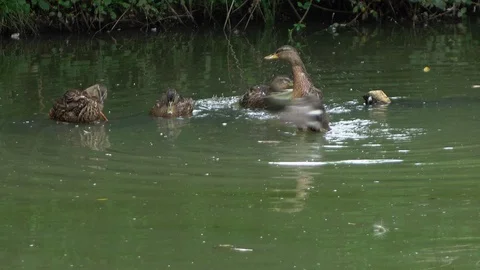 Duck wash Stock Footage 128454148