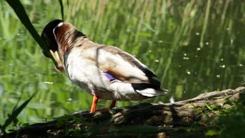Duck washes Vidéo 90377209