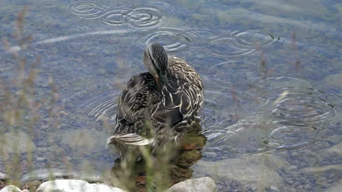 The duck washes its feathers on the back with a long beak Stock Footage 95749037