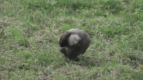 Duck washes its wings on the pond Video stock 145770495