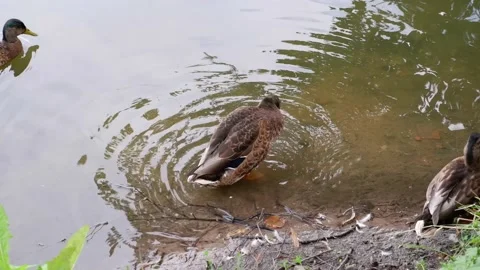 A duck washes its wings on the river bank. Bird. Stock Footage 160482304