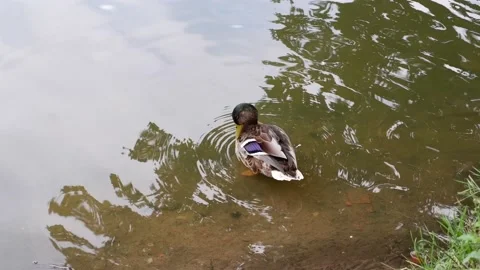 A duck washes its wings on the river bank. Bird. Stock Footage 164554914