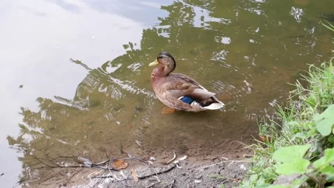 The duck washes its wings on the river bank and then swims away. Bird. Stock Footage 166951415