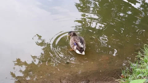 A duck washes its wings on the river bank. Bird. Animal. Stock Footage 167018747