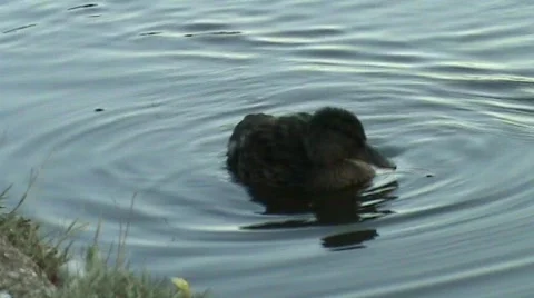 Duck washing Video stock 458240