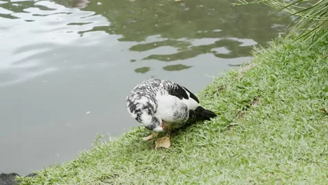 Duck washing itself in the grass surrounding a lake after swimming. Stock Footage 157464763