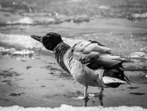 Duck washing itself Stock Photos