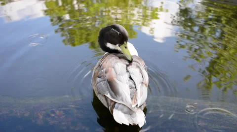 Duck washing in water Stock Footage 50928464