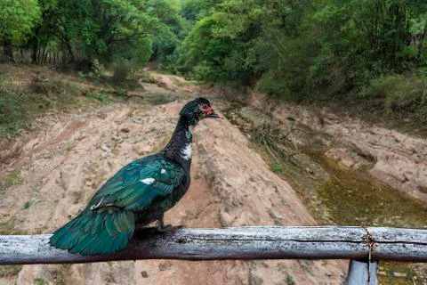 Duck is watching Stock Photos