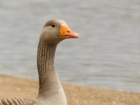 Duck watching Stock Photos