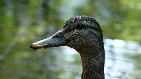 A duck watching something Stock-Fotos