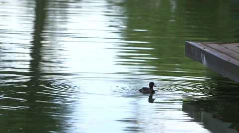 Duck on the water 02 Stock Footage 41155178