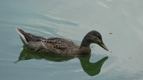 Duck on water 8 Stock Footage 152577229