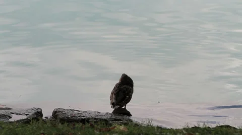 Duck with the water in background Stock Footage 37864428